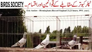 Types & Rules Of The Tippler Pigeons Competition - Birds Society