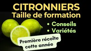 Citronniers, Taille de formation des 5 variétés de citronniers plantés cette année, déjà 20 citrons