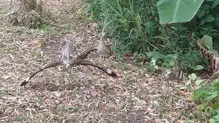 Curlew Defence