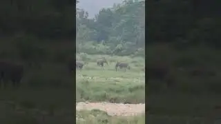 Dhangadi Nale me Hathi ka Jhundd #sunderkhal