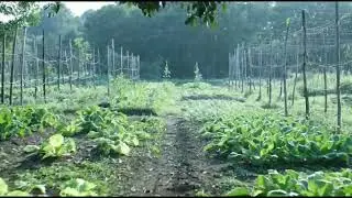 Welcome to Sumi Farm 🌿Enjoy a peaceful vegetable garden walk through a relaxing farm