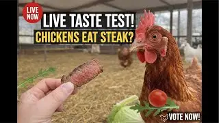 Are Chickens Actually Carnivores? 🦖 LIVE Buffet Challenge!