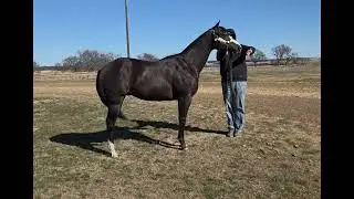 Nothingbutrumors/APHA YR COLT/WCHA Diamond In The Rough sale/ Pro Horse Services Auction, Feb. 6,7