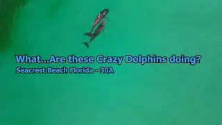 Crazy! Drone Captures Wacky Dolphins & Sharks on 30a Seacrest Beach Florida Stunning 4K Video