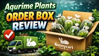 🌿 Aquarium Plants Box Review | Best Plants for Beginners | No CO₂ 🐠 | @MKaquaworld 