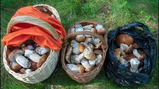 Слабонервным грибникам лучше не смотреть!) Две больших корзины еловых белых в начале июля 2019!