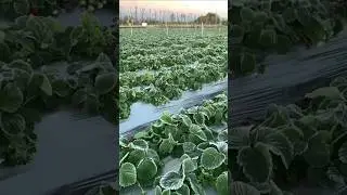 Why do these farmers cover strawberry plants with polythene cover 😲l #strawberry&lrm;&lrm;#shorts