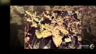 Lobaria pulmonaria - fungi kingdom