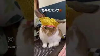 🐰寒い日には、毛糸のパンツを履こう　#shorts #けだま#毛糸のパンツ