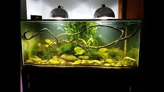 Corfu Biotopic Aquarium 400lt with Atyaephyra Thyamisensis,snails and many creatures.