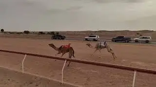 ش 8 - الذيبه - محمد مبارك محمد الغفلي 12:58