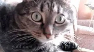 robocat