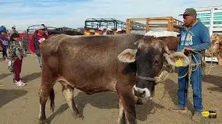 PLAZA GANADERA RANCHO LAS TABLAS-TOROS ICREIBLES DE REGISTRO-CABALLOS DE RAZAS PURAS Y MUCHO MAS.