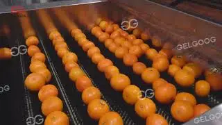 Fruit Citrus and orange cleaning and waxing line #FruitWasher #Fruitsorter #fruitGrading