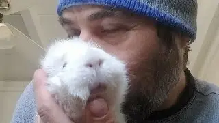 A Winter Day With The Guinea Pigs