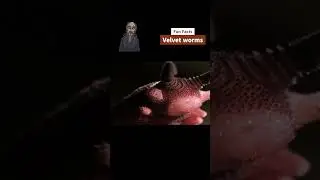Velvet worms shoots glue 🐛🕷️🔫