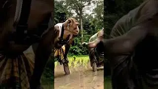 Jungole Me Kheti... Monkey video... #shorts #viral