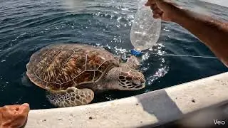 Plastic Waste Almost Killed This Sea Turtle&hellip; Until This Happened #shorts