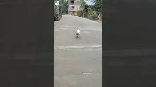 funny duck walk #shortvideo #trending  #ducks