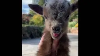 cutest animals in 2020 - best moments of 2020 :))) (pet royal)