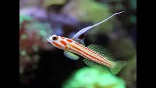 Captive Bred Yasha Gobies !