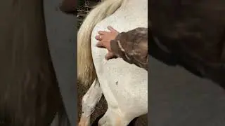 We are getting closer to foaling!
