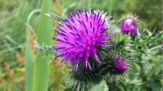 Welted Thistle (Carduus Crispus) - 2012-06-12