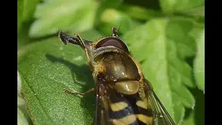 Bosbandzweefvlieg Syrphus torvus, mannetje, poetsend