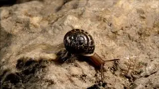 Hemicycla laurijona