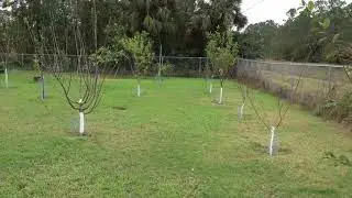 My Home Orchard Walkthrough