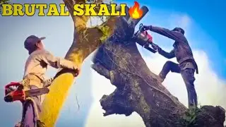 BRUTAL SKILLS OF CUTTING DOWN A TREE WITH A SMALL, POWERFUL CHAINSAW
