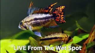 Exploring The Wet Spot LIVE