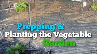 VEGETABLE GARDEN 101 / PREPPING AND PLANTING YOUR SPRING GARDEN