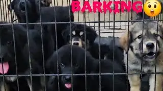 GADDI PUPPY‼️TIBETANMASTIFF PUPPY‼️BARKING‼️💥#mastiff