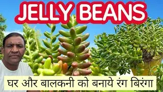 HOW TO GROW JELLY BEAN PLANT, जेली बीन , घर को रंगों  से सुंदर बनाने वाला पौधा