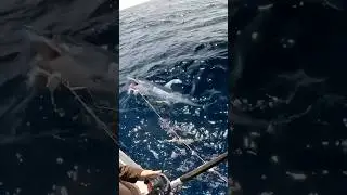 MAKO SHARK PAYBACK!