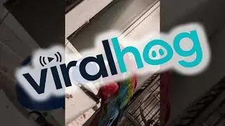 Macaw Puts on Hat || ViralHog