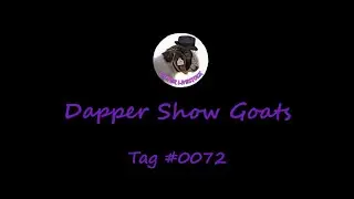 Dapper Show Goats Tag 0072