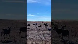 Caught on Camera: The Cutest Deer Ever! 📸🦌#shorts #deer #shortvideo