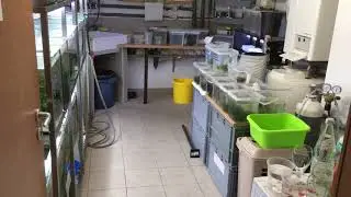 Room 2 Hermann Ernst Magoschitz Zuchtanlage / Breeding Room 2019