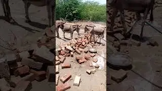 #donkey Dirking water #animals