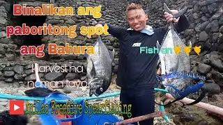 Ang ikatlong pagbalik sa bahura nina Anilao Freedive Spearfishing #anilaofreedivespearfishing