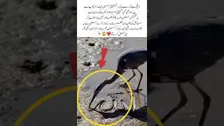 A Bird&rsquo;s Eternal Love for Its Creator