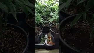 Video #5 : Week 6 of Flower. 2x2 grow.