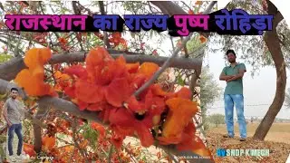 Tecomella undulata #रोहिड़ा_वृक्ष #tecomella_undulata #राजस्थान_का_राज्य_पुष्प  #रेगिस्तान_की_आग