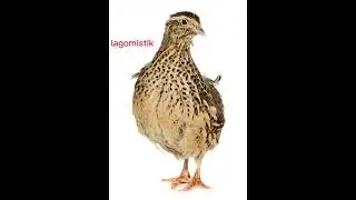 Bıldırcın sesi 20 dk avcılar için #avcılar #hunting #hunter #quail #sound #fishing #camping 