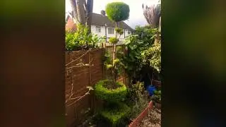 A simple but amazing topiary garden idea that will transform your garden. #shokerbagan