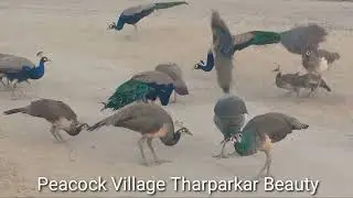 Desert and peacocks I Village peace and peacocks I Nature wonders I