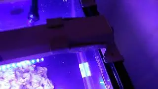 My Reef Brite Lumi Lite is shedding in my QT tank.