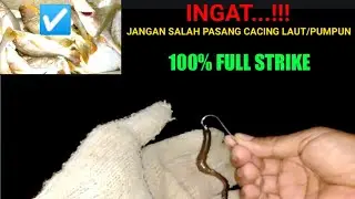 CARA PASANG YANG BENAR CACING LAUT/PUMPUN DI KAIL 100% FULL STRIKE@Ratman fishing adventure